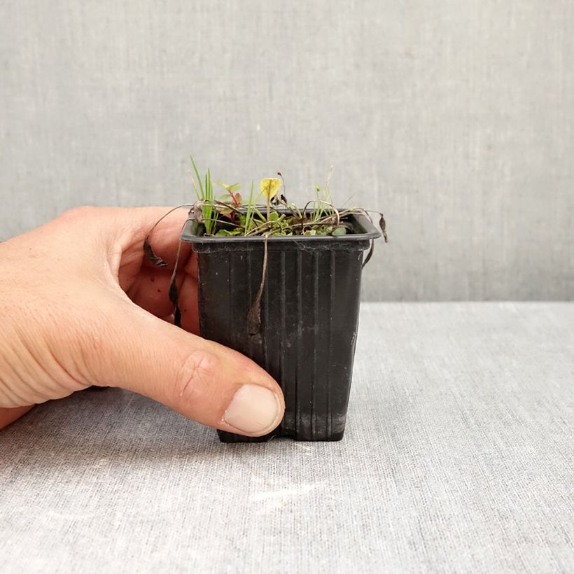Menthe Coq - Tanacetum balsamita Godet de 7/8 cm sample as delivered in autumn