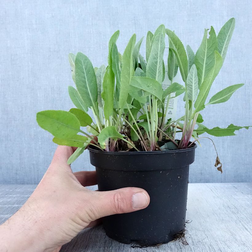 Tanacetum balsamita 1.5L/2L pot sample as delivered in spring