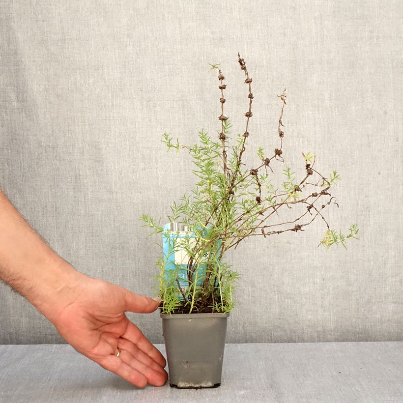 Mentha cervina Alba 8/9 cm pot sample as delivered in autumn