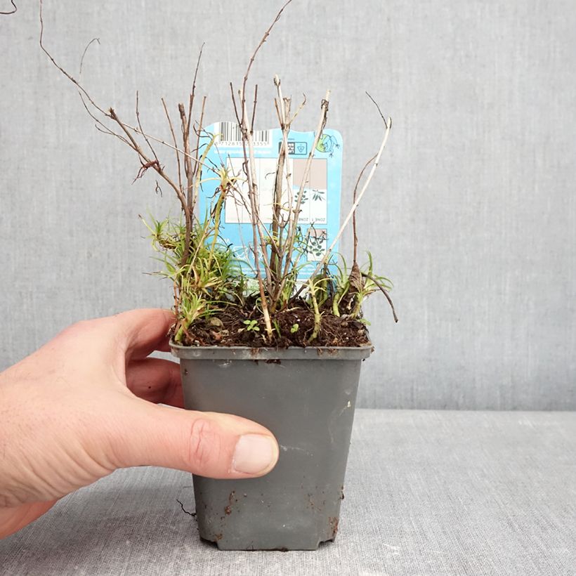 Mentha cervina Alba 8/9 cm pot sample as delivered in winter