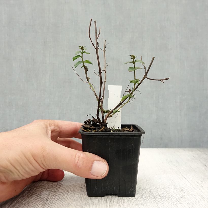 Pycnanthemum muticum - Mountain Mint 8/9 cm pot sample as delivered in autumn