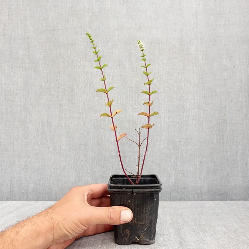 Mentha espagnole 8/9 cm pot sample as delivered in autumn