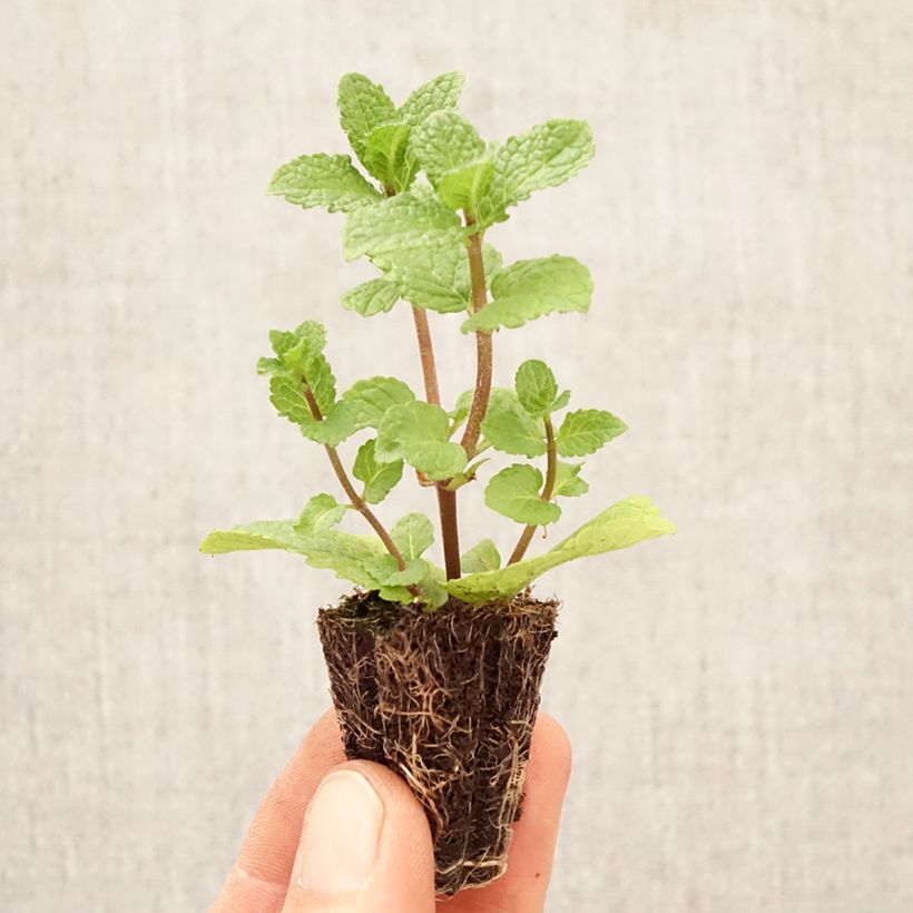 Mentha spicata Spanish Plug plant 1.5/2.5 cm sample as delivered in spring