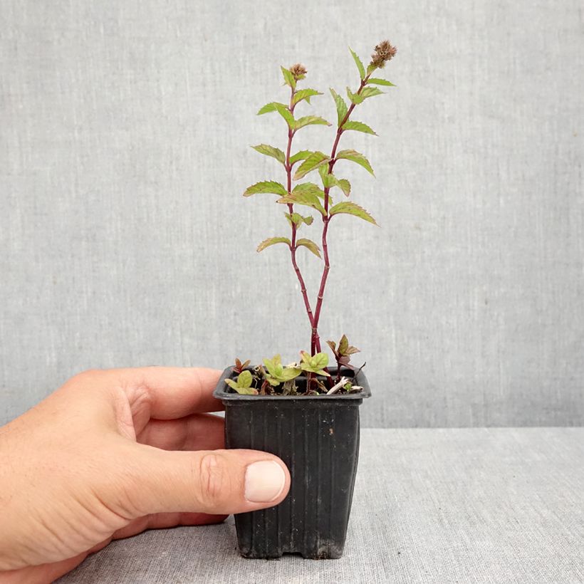 Organic Curly or Crinkled Mint - Mentha spicata Crispa 8/9 cm pot sample as delivered in autumn