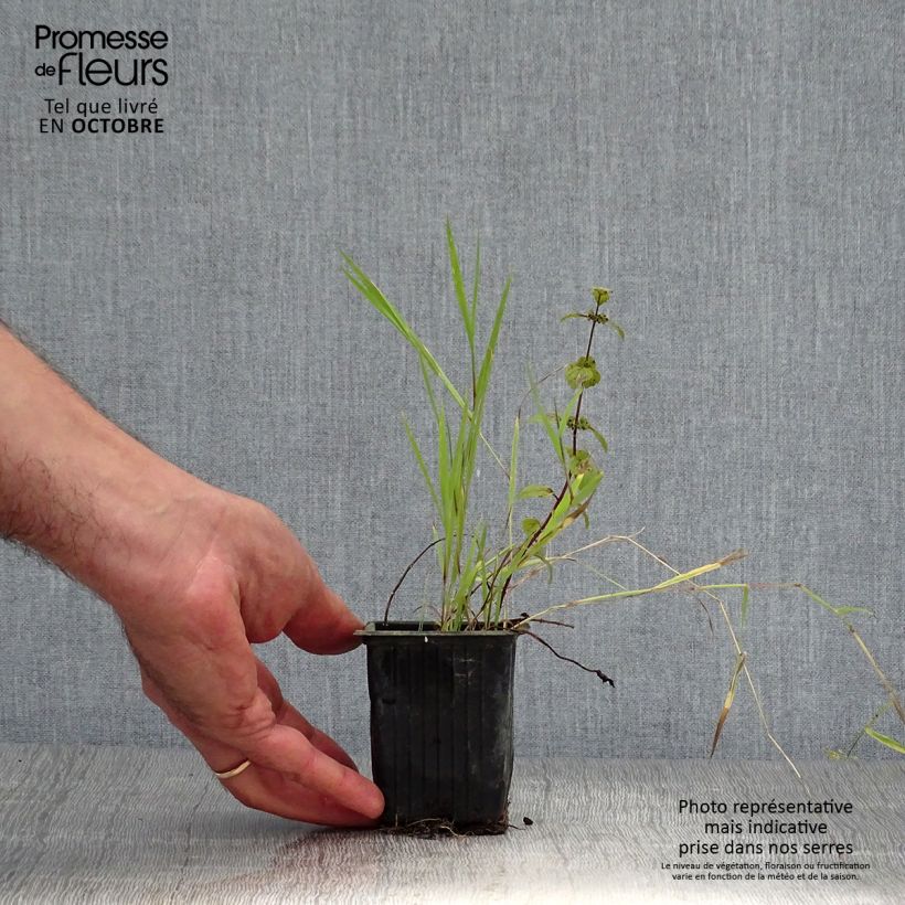Organic Mentha piperita Ginger 7/8 cm pot sample as delivered in autumn