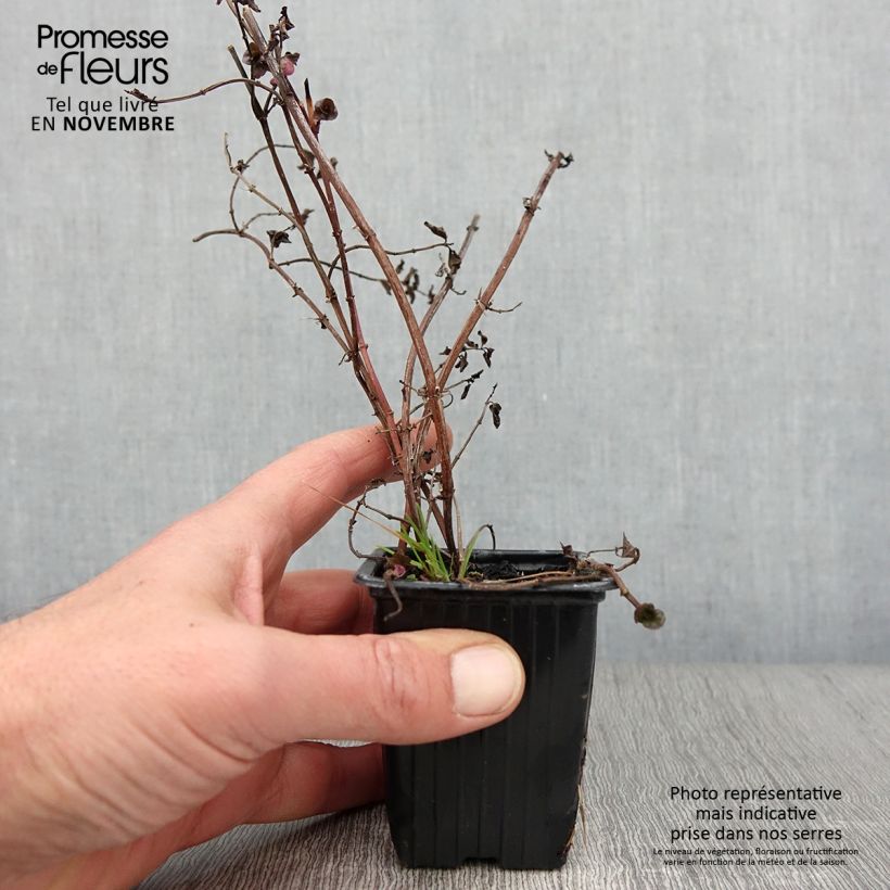 Organic Mentha citrata Goût d'Orange 8/9 cm pot sample as delivered in autumn