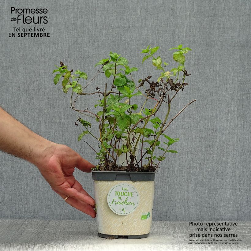 Organic Mentha spicata Nannah 1L/1.5L pot sample as delivered in autumn