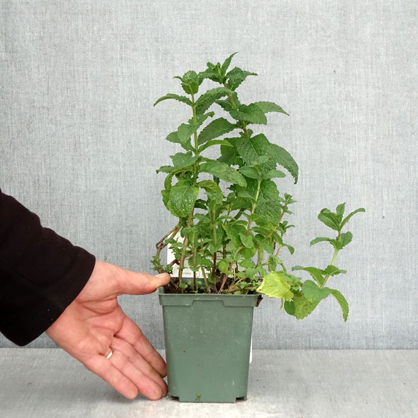 Moroccan Mint - Mentha spicata Nannah 1L/1.5L pot sample as delivered in spring
