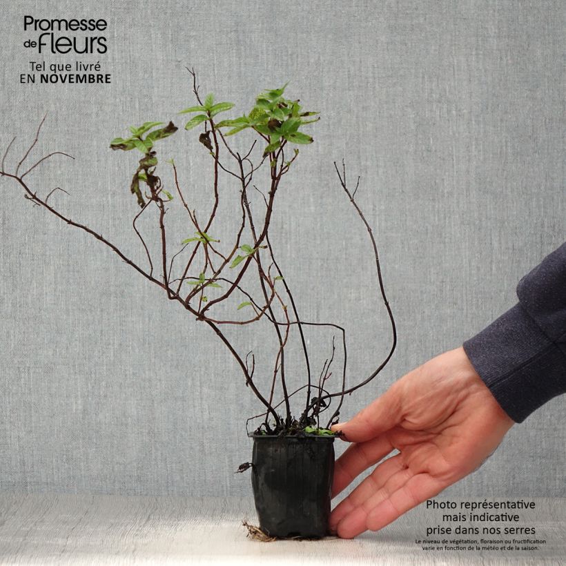 Mentha spicata Wintergreen - Mint 8/9 cm pot sample as delivered in autumn