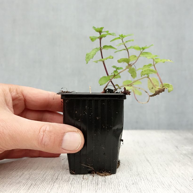 Organic Mentha hemingwayensis Mojito 7/8 cm pot sample as delivered in autumn