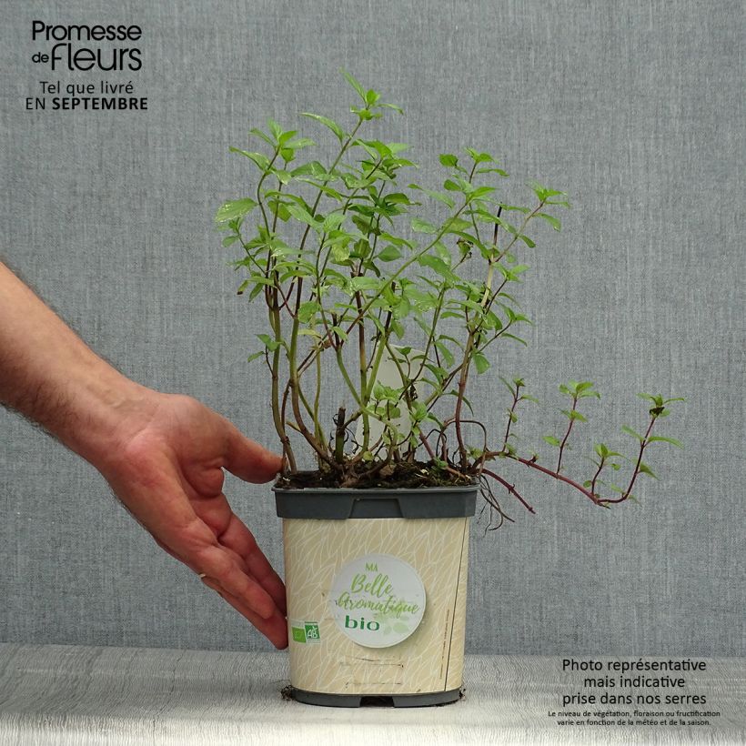 Organic Mentha piperita in Plants 7/8 cm pot sample as delivered in autumn