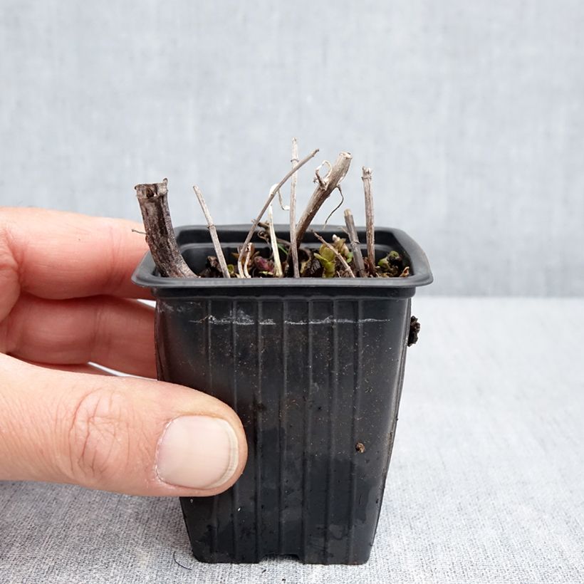 Mentha piperita Romana Rossa 8/9 cm pot sample as delivered in spring
