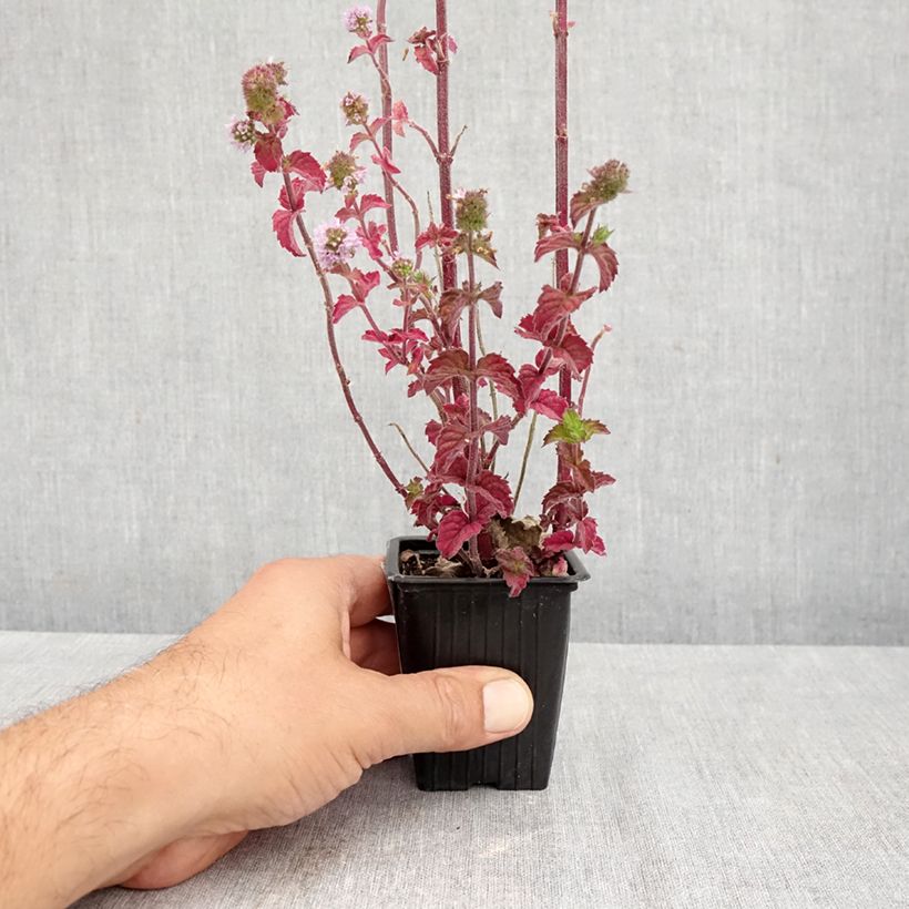 Mentha suaveolens 8/9 cm pot sample as delivered in autumn