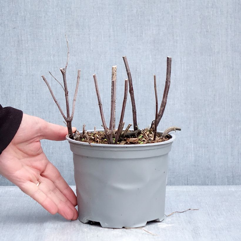 Mentha suaveolens 2L/3L pot sample as delivered in winter