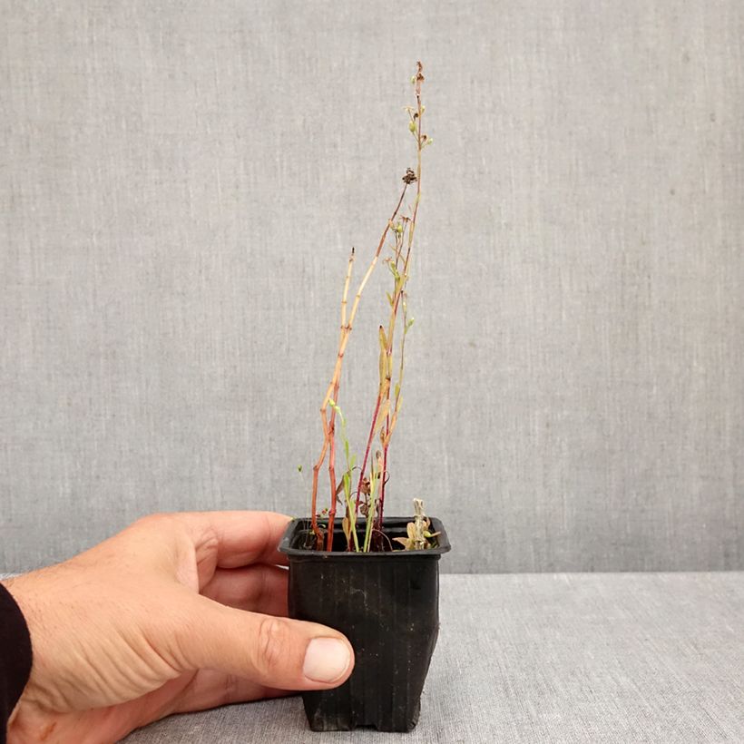 Mentha suriso 8/9 cm pot sample as delivered in autumn