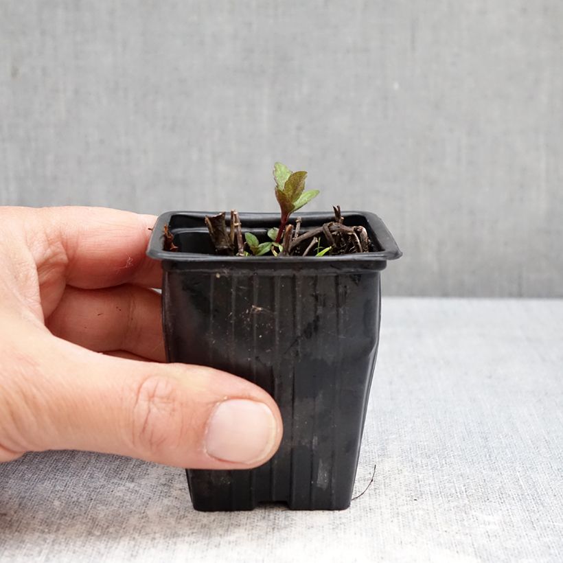 Mentha suriso 8/9 cm pot sample as delivered in spring