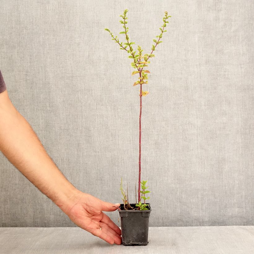 Mentha spicata Tashkent 8/9 cm pot sample as delivered in summer