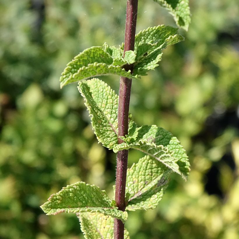 Mentha spicata Tashkent (Foliage)
