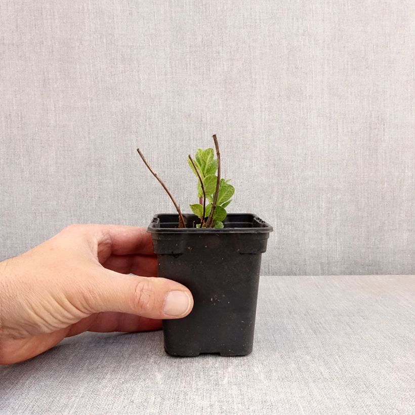 Mentha spicata Tashkent 8/9 cm pot sample as delivered in spring