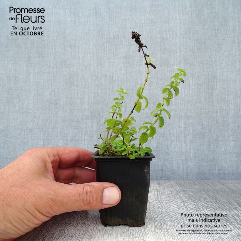 Mentha tomentosa 8/9 cm pot sample as delivered in autumn