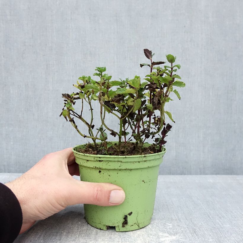 Spearmint - Mentha spicata in organic plant cultivation 10cm/11cm pot sample as delivered in winter