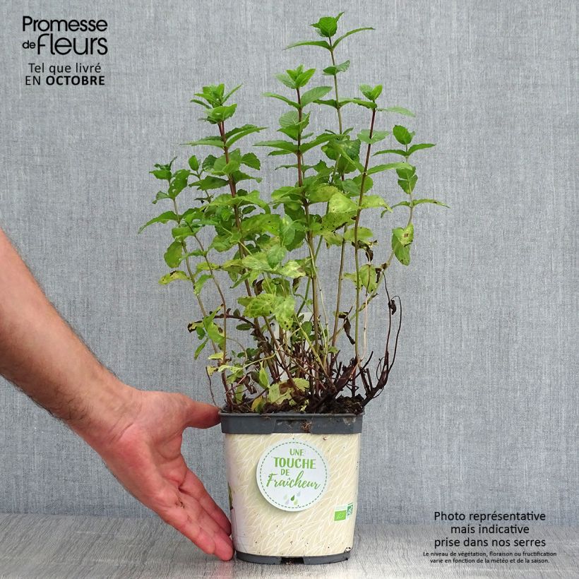 Spearmint - Mentha spicata in organic plant cultivation 2L/3L pot sample as delivered in autumn