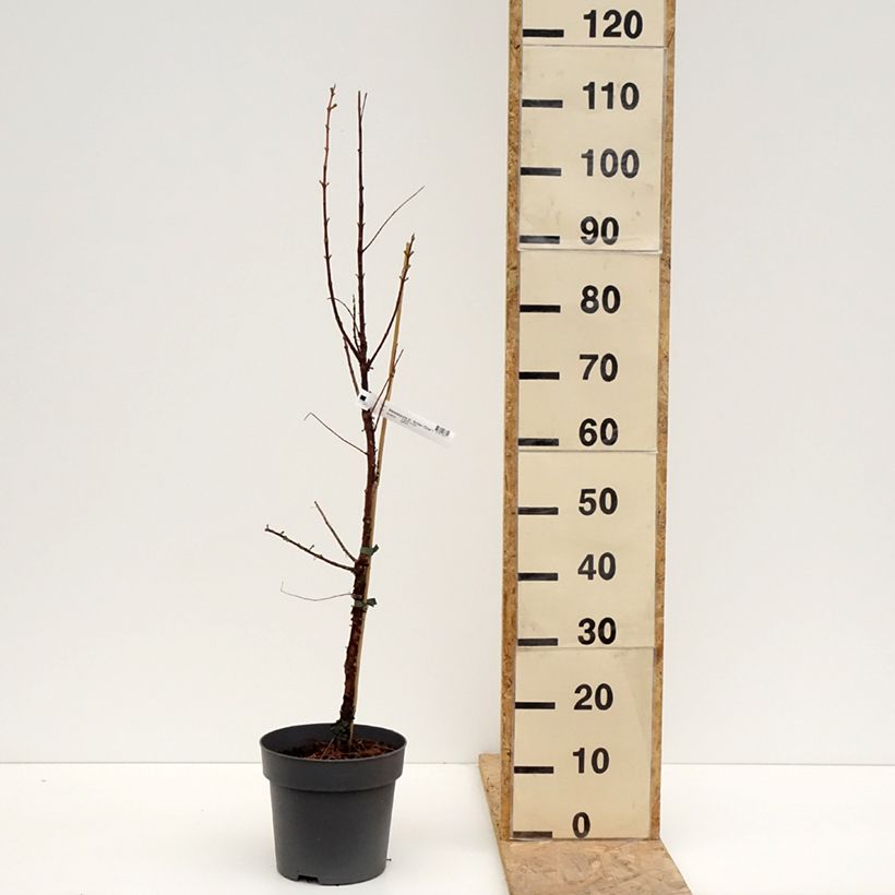 Metasequoia glyptostroboides Amber Glow - Dawn Redwood 4L/5L pot sample as delivered in spring