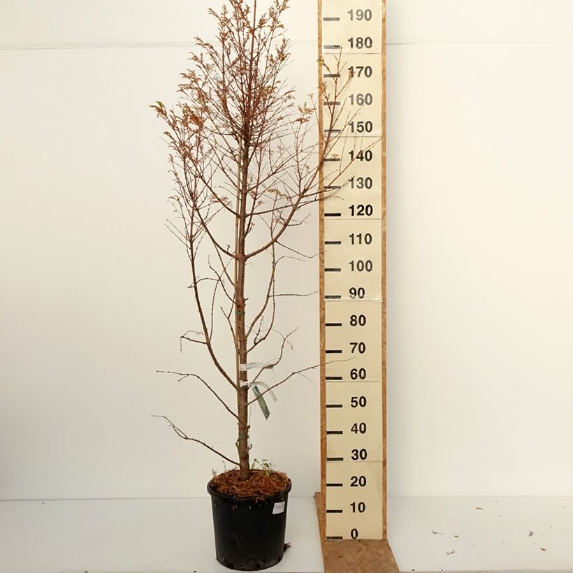 Metasequoia glyptostroboides Chubby - Dawn Redwood 7.5L/10L pot sample as delivered in autumn