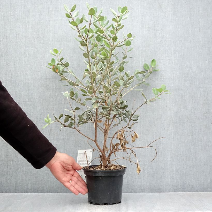 Metrosideros excelsa Aurea 2L/3L pot sample as delivered in autumn