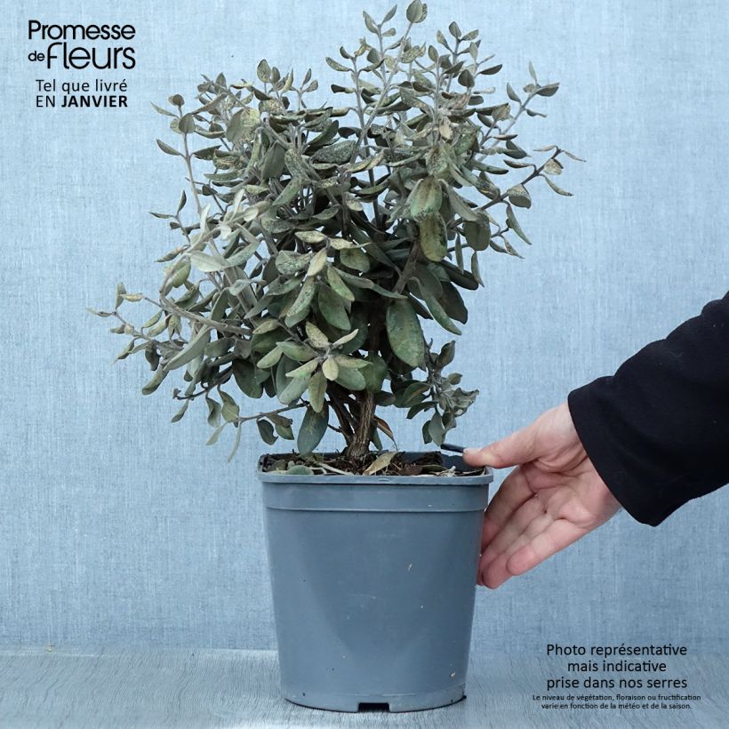 Metrosideros kermadecensis Aureomarginata 4L/5L pot sample as delivered in winter