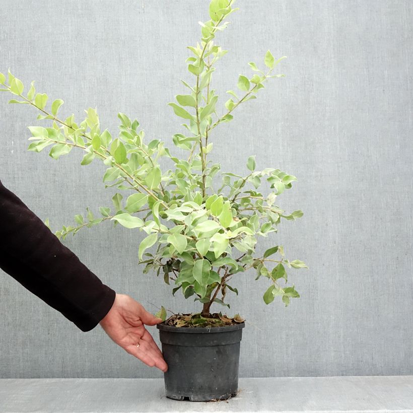 Metrosideros collina Thomasii 3L/4L pot sample as delivered in autumn