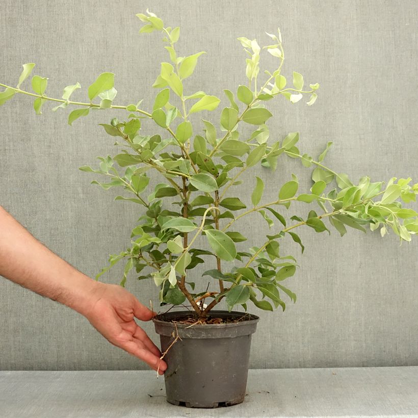 Metrosideros collina Thomasii 3L/4L pot sample as delivered in summer