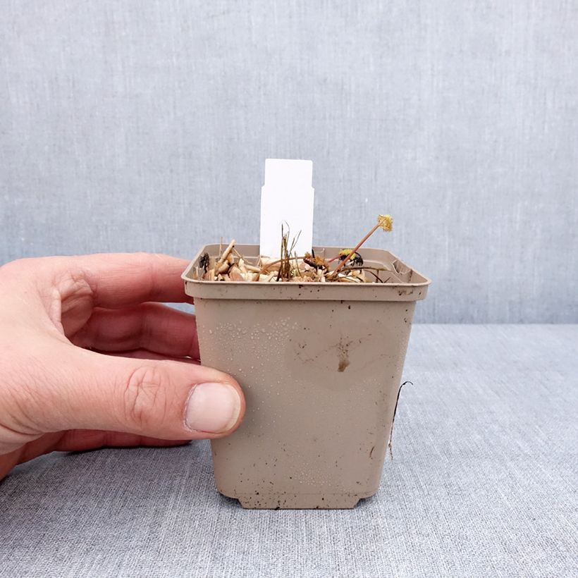 Meum athamanticum 8/9 cm pot sample as delivered in winter