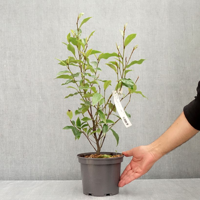 Michelia figo 2L/3L pot sample as delivered in summer