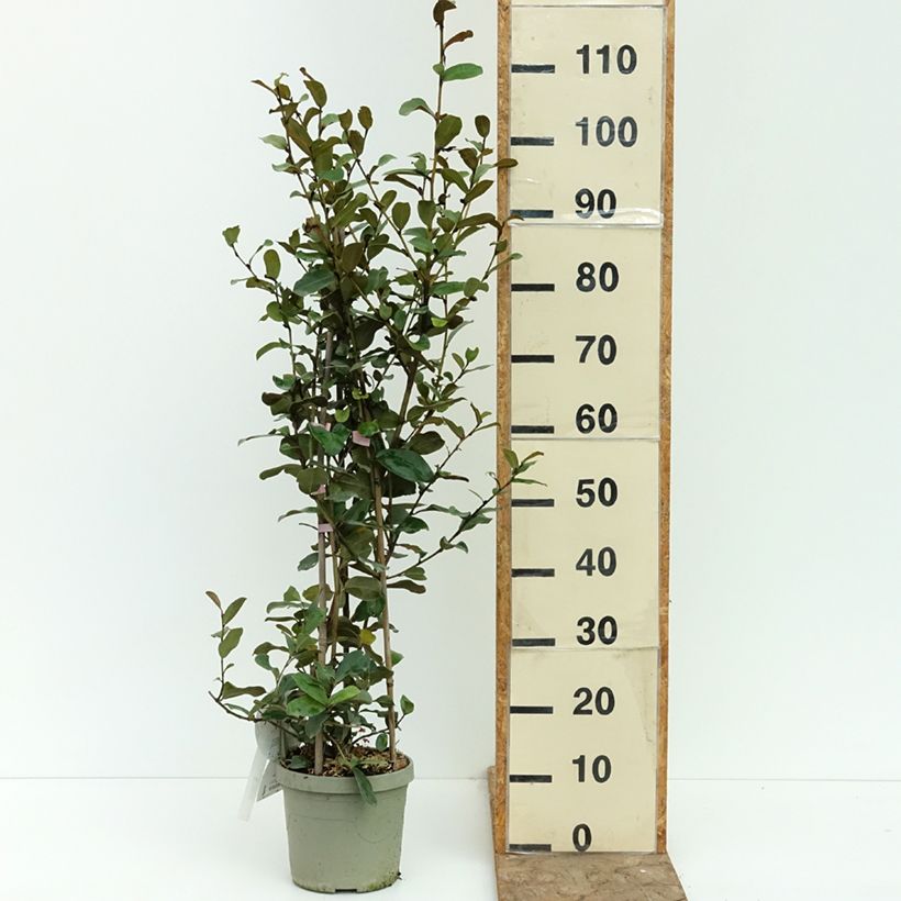 Magnolia yunnanensis Gails Favourite 4L/5L pot sample as delivered in summer