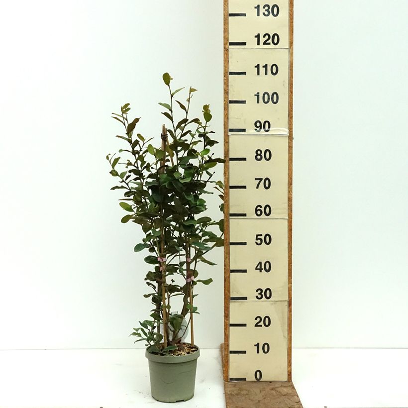 Magnolia yunnanensis Gails Favourite 4L/5L pot sample as delivered in spring