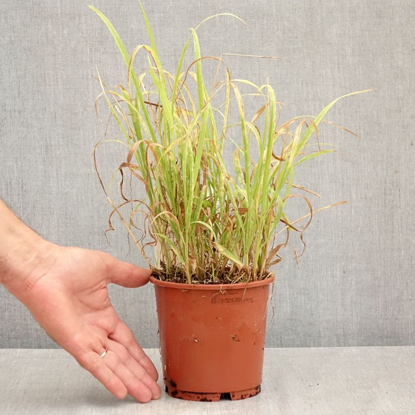 Milium effusum Aureum 1L/1.5L pot sample as delivered in autumn