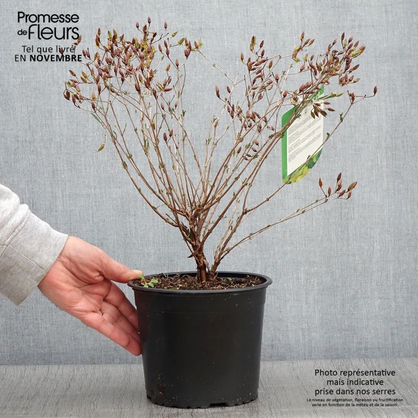 Hypericum kalmianum Gemo - St. John's wort 3L/4L pot sample as delivered in autumn