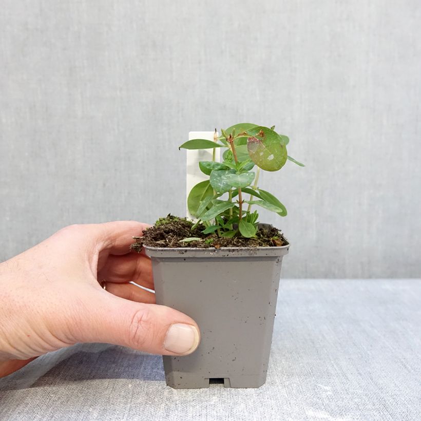 Hypericum calycinum - St. John's wort 7/8 cm pot sample as delivered in winter