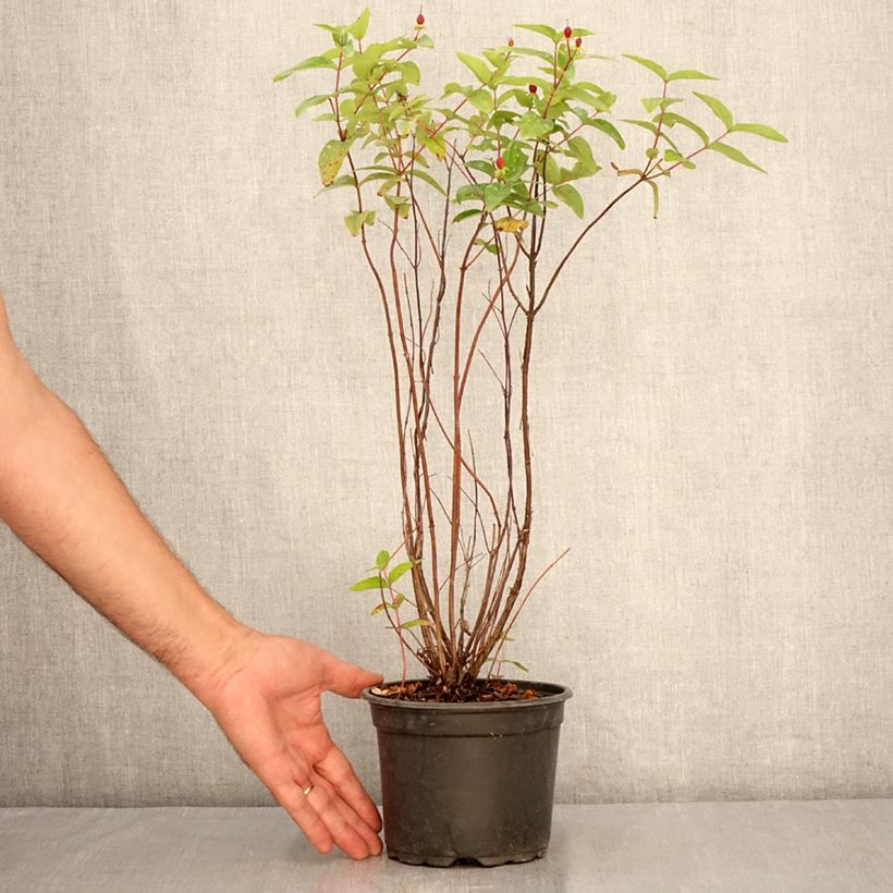 Hypericum inodorum Elstead - St. John's wort 1.5L/2L pot sample as delivered in summer