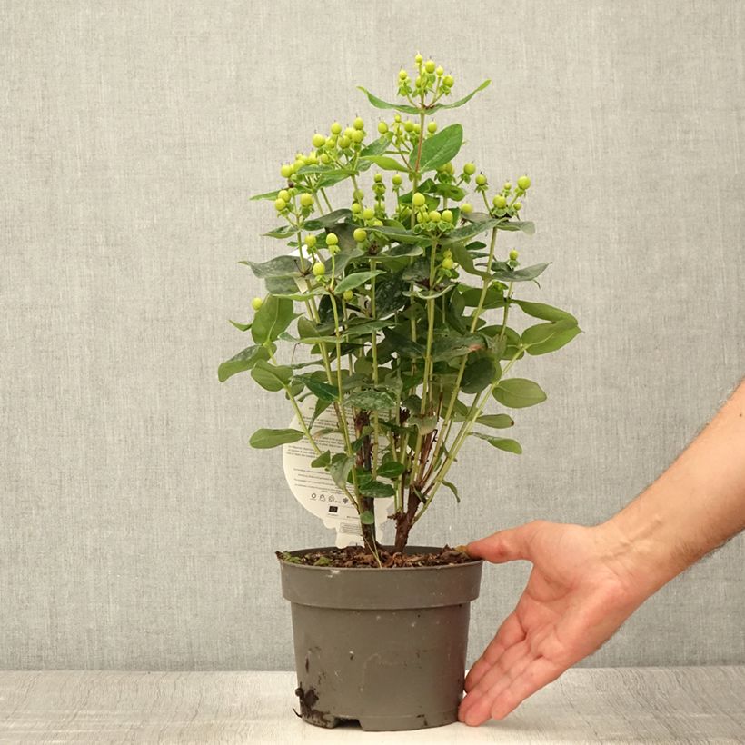 Hypericum inodorum Miracle Pistache Allpista - St. John's wort 2L/3L pot sample as delivered in summer