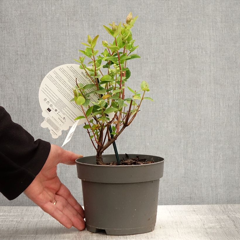 Hypericum inodorum Miracle Pistache Allpista - St. John's wort 2L/3L pot sample as delivered in spring