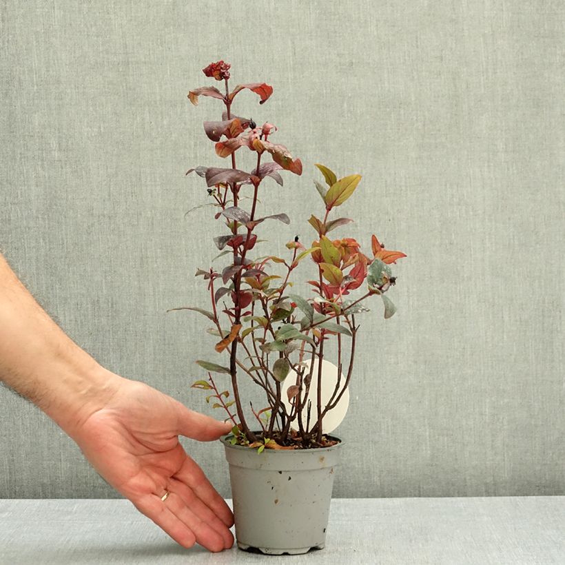 Hypericum Miracle Night - St. John's wort 12cm pot sample as delivered in autumn