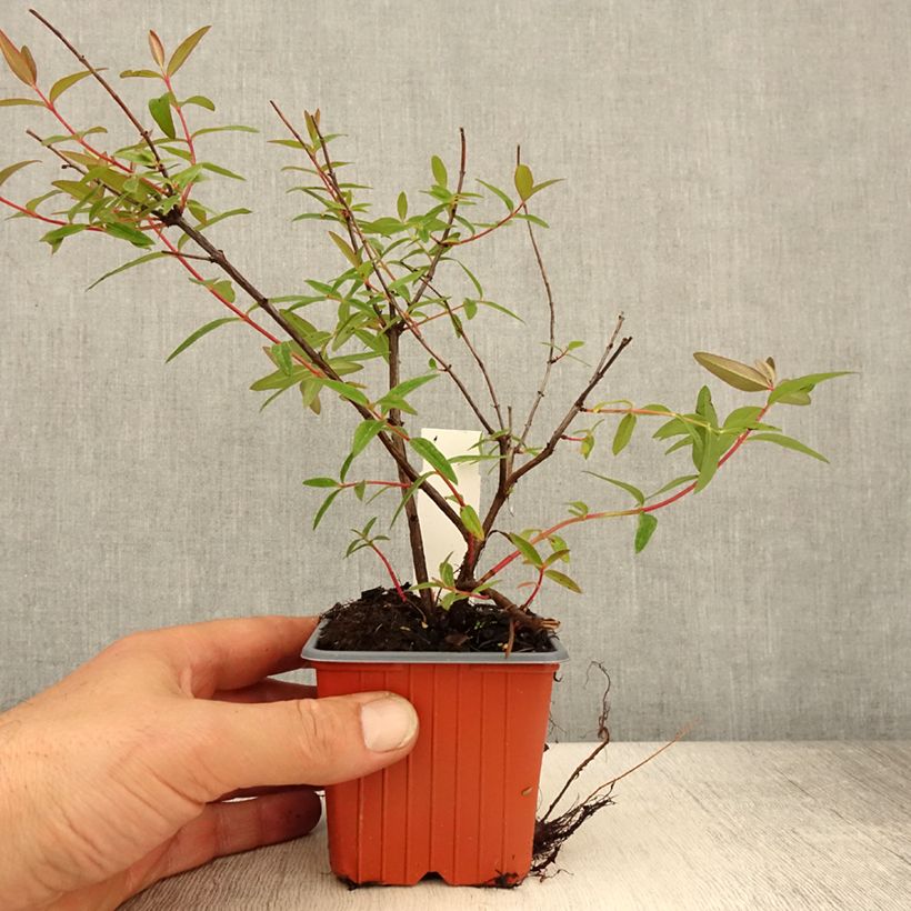 Hypericum x moserianum Tricolor - St. John's wort 8/9 cm pot sample as delivered in spring