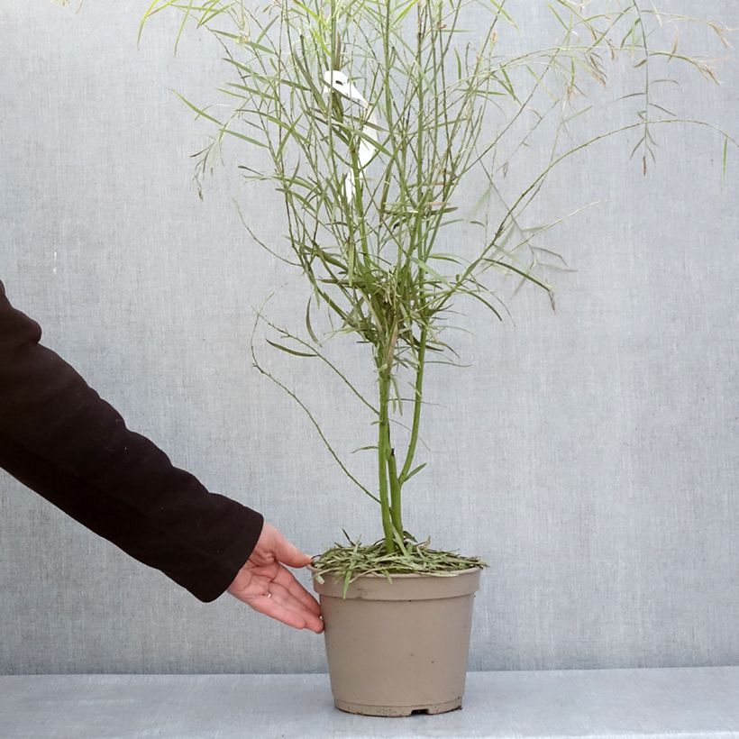 Acacia iteaphylla 4L/5L pot sample as delivered in spring