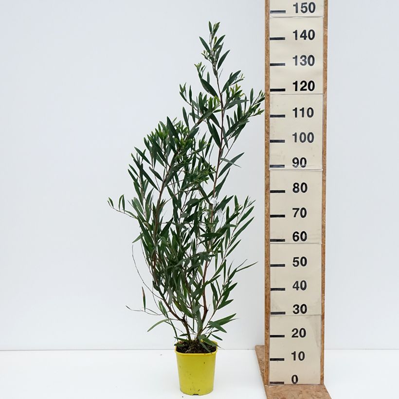 Acacia longifolia 4L/5L pot sample as delivered in autumn