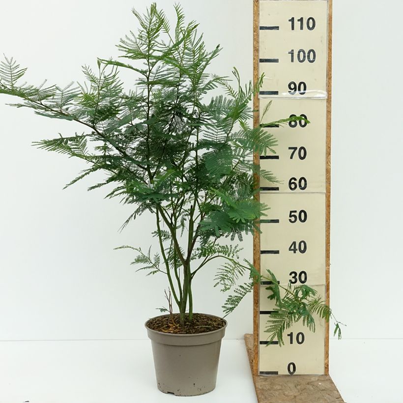 Acacia dealbata 4L/5L pot sample as delivered in summer