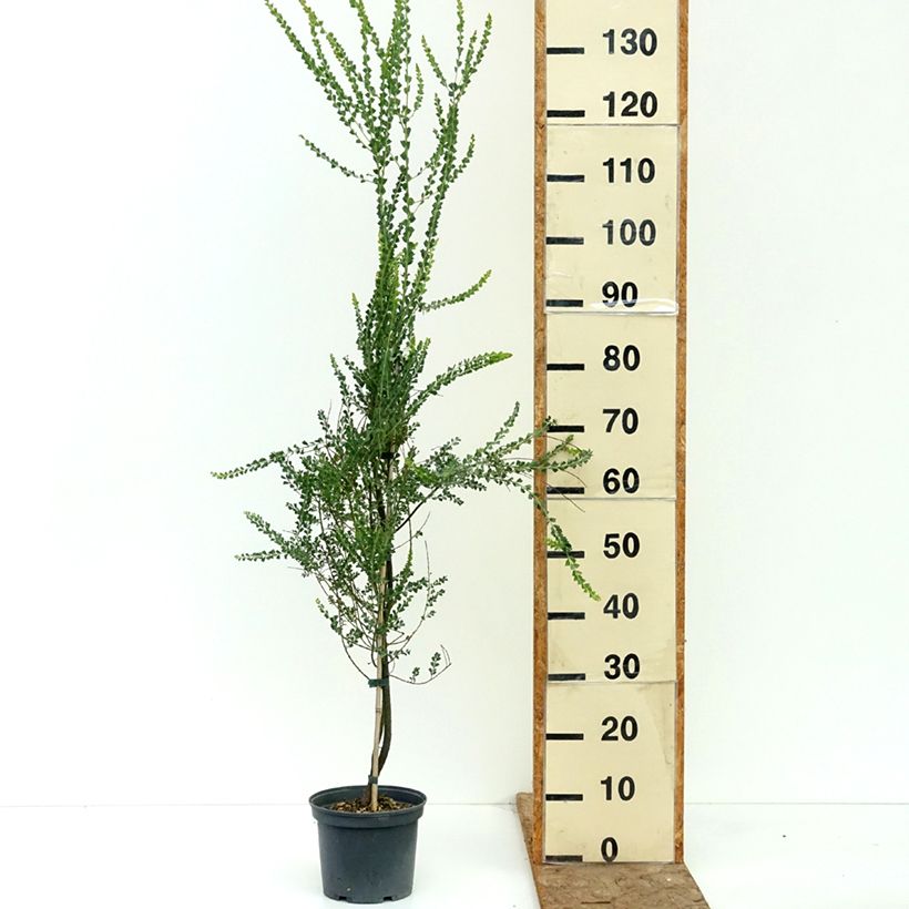 Acacia pravissima 3L/4L pot sample as delivered in summer