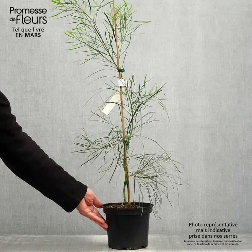 Acacia retinodes 2L/3L pot sample as delivered in spring