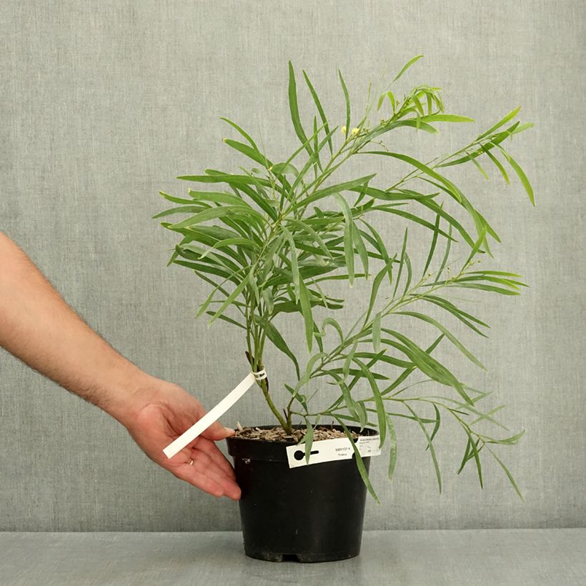 Acacia retinodes Lisette 2L/3L pot sample as delivered in summer
